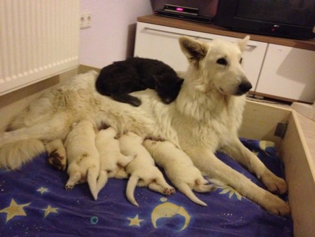 Tierliebe pur