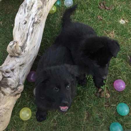 Hallo Welt Junger langhaar Schäferhund